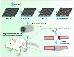 Graphical abstract: Viscoelastic and conductive nerve guidance conduits for peripheral nerve repair