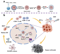 Graphical abstract: Cerium oxide nanozymes enhance microwave immunotherapy by reshaping the tumor microenvironment