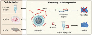 Graphical abstract: Magnetic metal–organic frameworks as an antisense delivery platform and their performance in a cell-free protein expression system