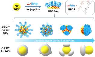 Graphical abstract: Bottlebrush polymer patches template heterometal growth on a gold nanoparticle surface