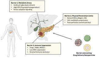 Graphical abstract: Overcoming the tumor microenvironment in pancreatic cancer via barrier-specific nanoparticle drug delivery