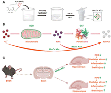 Graphical abstract: Mn3O4 nanozymes as potential therapeutic agents for autism spectrum disorder: insights from behavioral and molecular studies