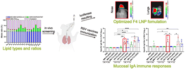Graphical abstract: An optimized intranasal LNP formulation for potent immune responses of mRNA-based RSV vaccines