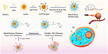 Graphical abstract: Mannose-modified AuNSs@Ag2S for visualized and synergistic photothermal/photodynamic tumor therapy