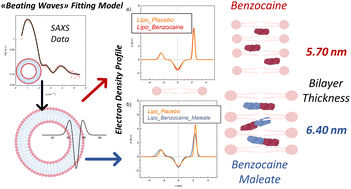 Graphical abstract: Beating-wave analysis of small-angle X-ray scattering of unilamellar liposomes loaded with model drug Benzocaine