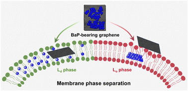 Graphical abstract: Phase separation-driven modulation of cell membrane interactions with benzo[a]pyrene-bearing graphene nanosheets: molecular insights into combined toxicity