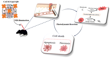 Graphical abstract: Catalase enzyme-modified carbon quantum dot nanoparticles with hypoxia alleviation associated with indocyanine green for synchronous augmented photodynamic therapy and cell imaging of melanoma