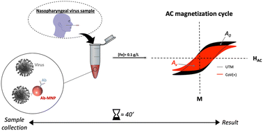 Graphical abstract: Magnetic nanoparticles as transducers for quick and direct virus detection in clinical samples