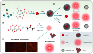 Graphical abstract: Dual-parameter monitoring of HSA and ALT via an albumin-responsive carbon dot fluorescence signal amplification system