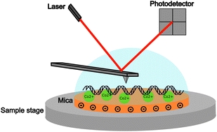Graphical abstract: Co2+-mediated adsorption facilitates atomic force microscopy of DNA molecules at double-helix resolution