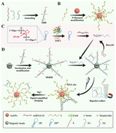 Graphical abstract: Sensitive detection of miRNA-141 using an endogenous dual-switch activated bipedal DNAzyme walker biosensor