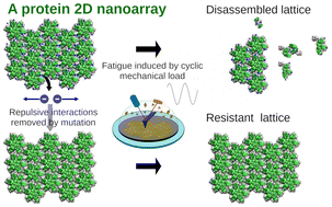 Graphical abstract: Engineering mechanical strength and resistance to fatigue of a nanostructured protein material through genetic removal of electrostatic repulsions