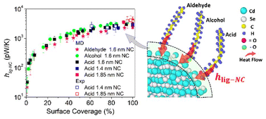 Graphical abstract: Modulating thermal conductance at ligand/nanocrystal interfaces via oxygen-coordinated ligands