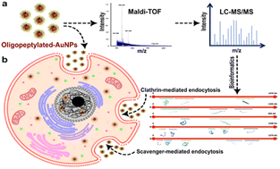 Graphical abstract: Unravelling the molecular armor, cellular dynamics and nuclear trafficking of ultra-stable oligopeptylated-AuNPs: PEG-rivalling nanocargos