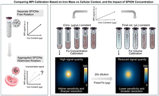 Graphical abstract: Strategies towards standardizing calibration methods for magnetic particle imaging (MPI) signal quantification: solution vs. cellular environments