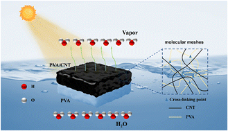 Graphical abstract: CNT/PVA-PVA double-layer hydrogel interfacial evaporators for stable solar desalination and water purification