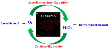 Graphical abstract: A bifunctional nanozyme with dual oxidase- and catalase-mimicking activities for catalytic oxidation cycling of its target substrate