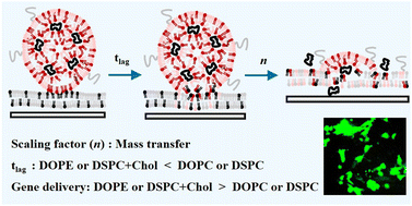 Graphical abstract: Helper lipids accelerate the mass transfer of cationic lipid nanoparticles resulting in an efficient gene delivery