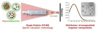 Graphical abstract: Single-particle ICP-MS characterization of magnetoliposomes: toward measurement of the number distribution of encapsulated magnetic nanoparticles