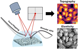 Graphical abstract: Quantitative biomechanical profiling of transformed human corneal epithelial cells