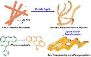 Graphical abstract: Photoinduced dynamic gelation and deformations based on molecular crystal microrods stimulated by Z-to-E photoisomerization