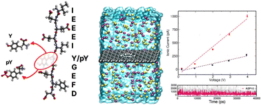 Graphical abstract: Detection of post-translational modification in a peptide with single-amino acid resolution using a graphyne nanopore: findings from molecular dynamics simulations
