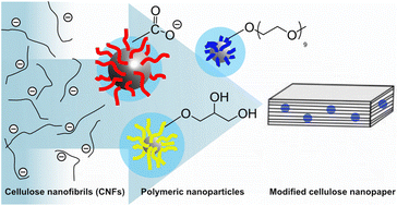 Graphical abstract: Cellulose nanopaper with polymeric nanoparticle additives – what is the role of nanoparticle surface functionality?