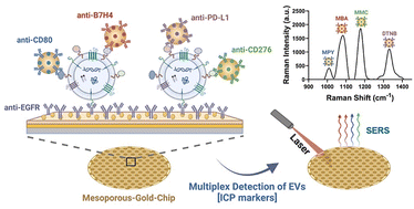 Graphical abstract: Ultrasensitive multiplex detection of lung cancer EV-associated immune checkpoints using a mesoporous gold enhanced SERS biosensor