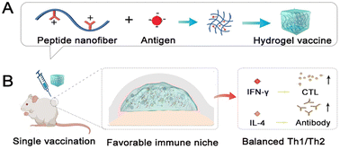 Graphical abstract: Cationic amino acid-engineered peptide hydrogels for sustained and potent antigen delivery enabling single-administration vaccination