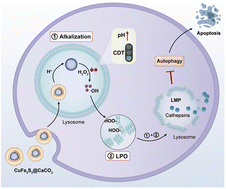 Graphical abstract: Dual modulation of lysosomal integrity via alkalization and lipid peroxidation: a promising strategy for tumor inhibition