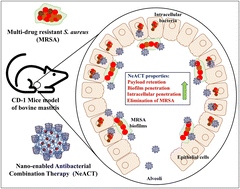 Graphical abstract: Chitosan conjugated cyclodextrin nanocomposite loaded with antibiotic-adjuvant combinations remediates multi-drug resistant Staphylococcus aureus infection in CD-1 mice model of bovine mastitis