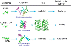 Graphical abstract: Molecular interaction modes of the host-defense peptide cathelicidin LL-37 and its mutants dictate diverse antimicrobial activities