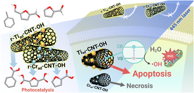 Graphical abstract: Defect engineering in OH-functionalized carbon nanotubes for visible-light-driven ROS-mediated anticancer therapy and high-performance photocatalysis