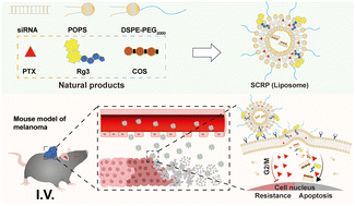 Graphical abstract: A natural synergy-based nanosystem co-delivering siRNA and paclitaxel for full-stage apoptosis promotion in melanoma