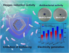 Graphical abstract: Antibacterial MnS/Co-SNC cathode catalysts for high-performance microbial fuel cells