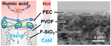 Graphical abstract: Negatively charged Janus membranes with robust pore anti-wettability for stable membrane distillation of seawater