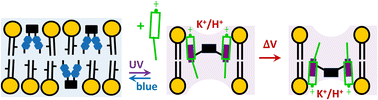 Graphical abstract: Optical control of carrier-mediated ion transport by photoswitchable lipids