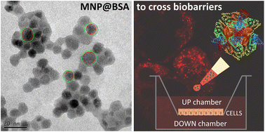 Graphical abstract: Albumin coating of magnetic nanoparticles for imaging, tracking and delivery through biological barriers