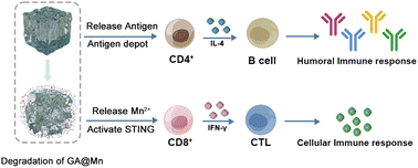 Graphical abstract: An Mn2+-coordinated glycyrrhizic acid self-adjuvating hydrogel for sustained codelivery of an antigen and Mn2+ for a potent immune response