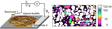 Graphical abstract: Local networks of electrical conductance in hybrid gold nanoparticle–polymer films