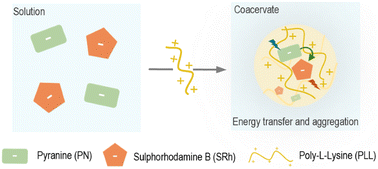 Graphical abstract: Coacervate microenvironments modulate fluorescent dye behaviour and Förster energy transfer dynamics