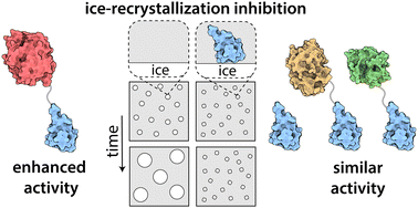 Graphical abstract: Activity of ice-binding proteins can be markedly enhanced by protein tags