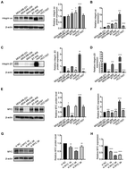 Graphical abstract: iRGD-engineered exosomes mediate siMYC delivery for effective tumor suppression in triple-negative breast cancer