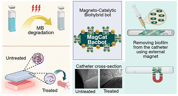 Graphical abstract: Magneto-catalytic bio-hybrid bacterial bots efficiently eradicate and remove biofilms in catheters