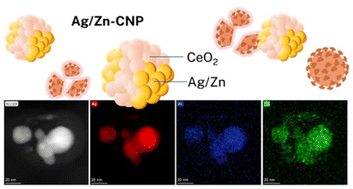 Graphical abstract: Persistent, broad-spectrum antimicrobial activity of multi-metal surface phase-modified ceria nanozymes