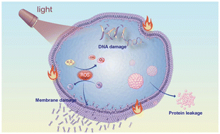 Graphical abstract: Light-responsive Au/TiO2/PDA coating enhances the antibacterial performance of titanium implants