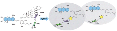 Graphical abstract: Fast and effective preparation of highly cytotoxic hybrid molecules of schweinfurthin E and OSW-1