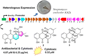 Graphical abstract: Antibacterial and cytotoxic angucyclines discovered by heterologous expression of a type II polyketide gene cluster