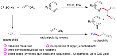 Graphical abstract: Three-component Minisci reaction involving trifluoromethyl radicals promoted by TBHP
