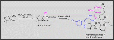 Graphical abstract: Asymmetric synthesis of Fmoc-threo-HOAsn for the total synthesis of nicrophorusamide A